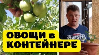 контейнерное выращивание помидор, перца да и всех овощей, выращивание в контейнерах полного цикла