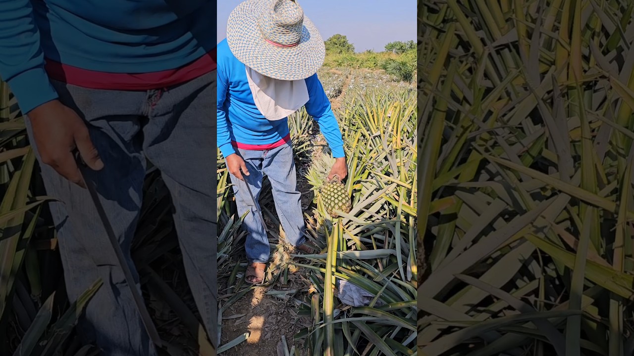 What's the pineapple flavor you just harvested at the pineapple farm? - Fruit Cutting Skills!