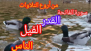 تلاوة خاشعة#مؤثرة 😭انصتووا تؤجروا#قران#قصار_السور 