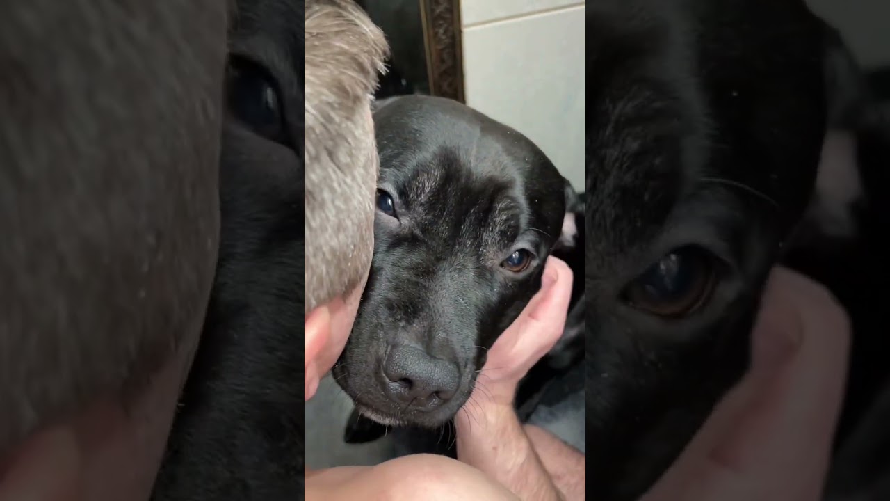 У кого есть домашние животные, тот поймет #питбуль #собакавдоме