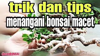 Cara menangani bonsai macet