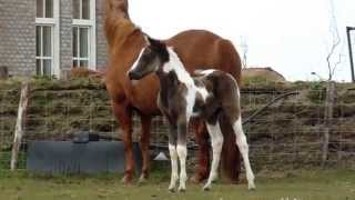 American Paint Horse, Elsa and Pinto Jewel Pop at the Eagles Ranch 2015 Texel