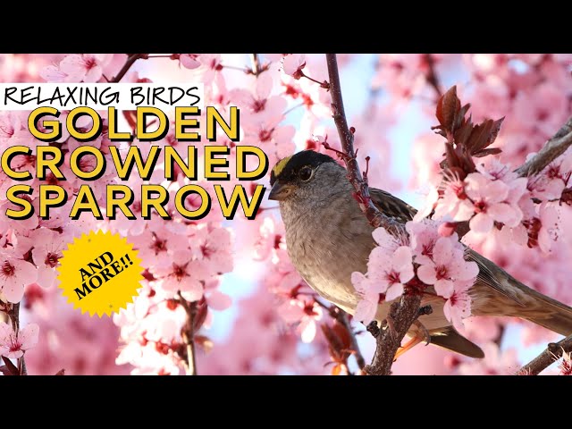 Spring Serenity: Golden-Crowned u0026 White-Crowned Sparrows Amidst Blooming Tree Relaxing Nature Sounds class=