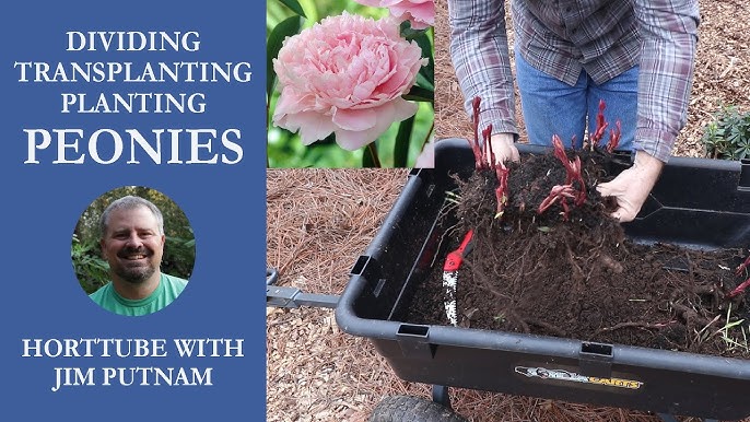 Growing Peonies From Seed 💐🌺💐 Collecting, Germinating and Growing to  Maturity 