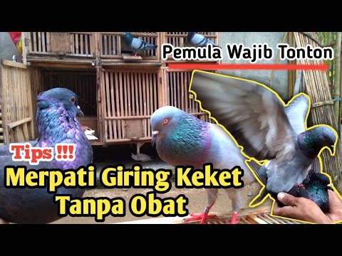 Video: Cara Menggambar Giring