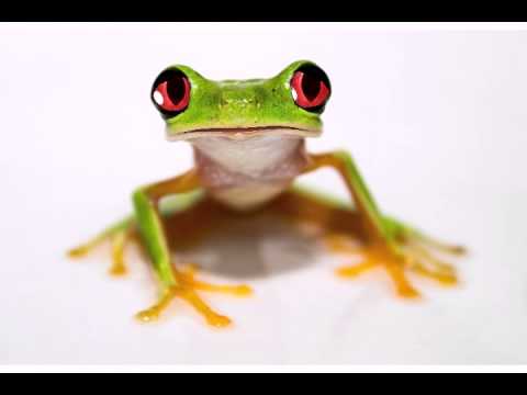 happy-birthday-to-you---funny-birthday-songs-(tango-the-tree-frog)