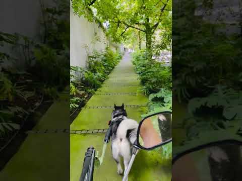 BIKEJORING COUCH – ATENTO AL FRENAR🇲🇽 #bikejoring #husky #huskyshorts #huskyowner #huskylife