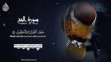 إن الذين تدعون من دون الله لن يخلقوا ذباباً ولو اجتمعوا له القارئ الخاشع الشيخ محمد صديق المنشاوي