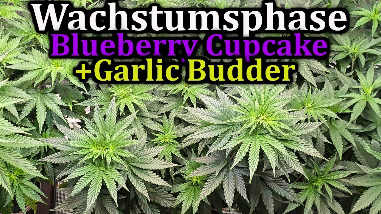 Blueberry Cupcake + Garlic Budder | Wachstumsphase | 60x120x180