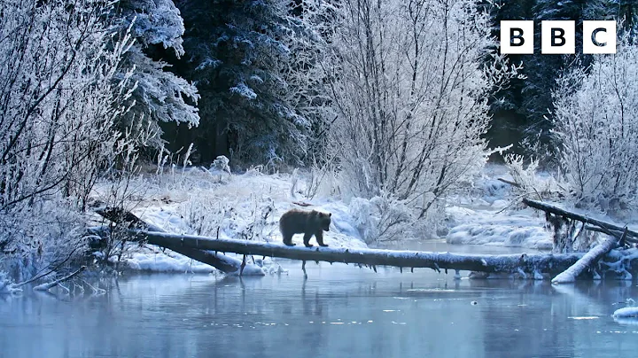 Meet the Ice Bears of the Yukon 🥶🐻 Earth's Greatest Rivers II - BBC
