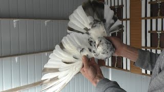 Случайные голуби в маточнике.