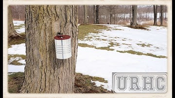Maple Syrup 2021 Part1 Tapping The Trees And Collecting Sap