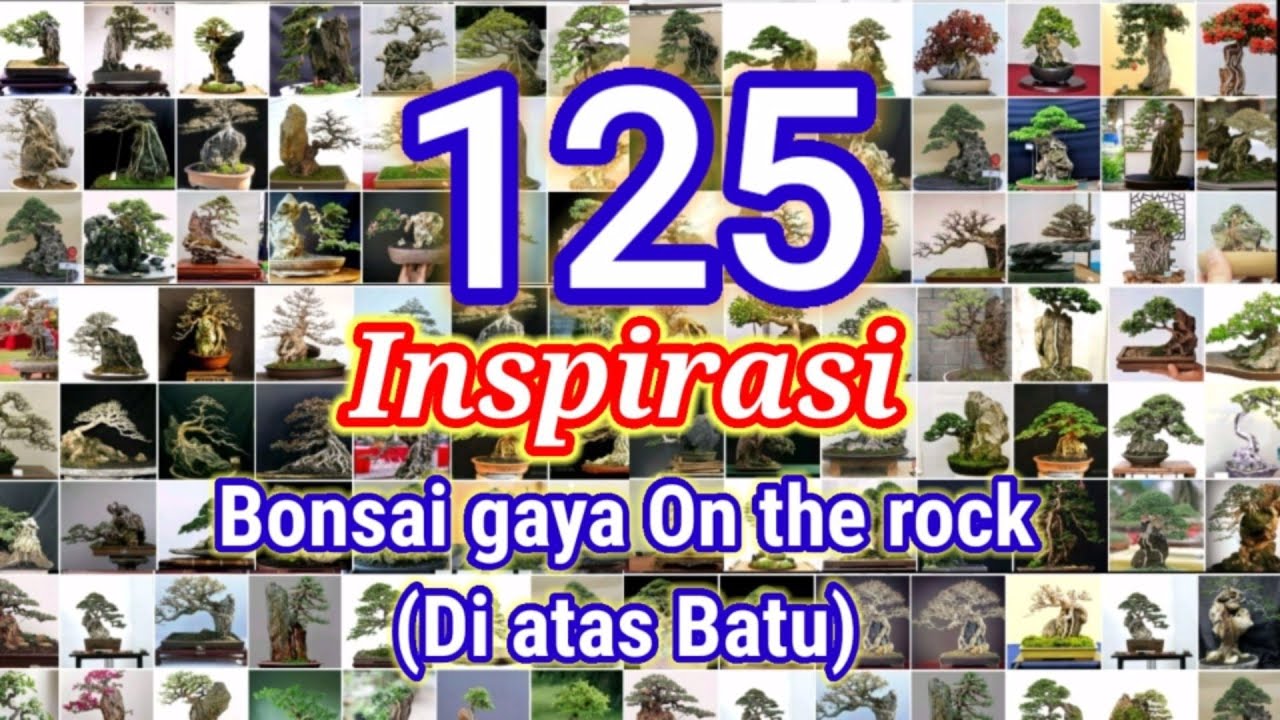 Inspirasi Bonsai On The Rock/Di atas batu