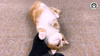 【飼い主の足が愛おし過ぎる猫】てと君の不思議行動・飼い主の足にスリスリが止まらない猫がいます【短足マンチカン｜てと君】 by ねこっちゅらいふ 2,083 views 3 years ago 6 minutes, 23 seconds