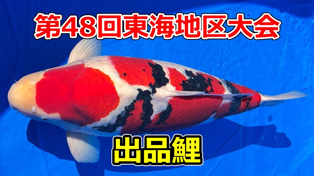 大きい錦鯉 錦鯉の紹介 - 錦鯉（にしき鯉）の販売、庭池・飼育池の設計施工・管理