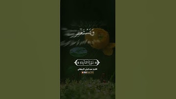 "لقد كفر الذين قالوا إن الله ثالث ثلاثة" سورة المائدة SURAH AL-MAEDA #عبدالولي_الاركاني