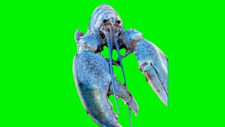 Blue Lobster Jumpscare Green Screen