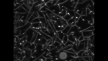 Sample overview of perculated patchy particle network