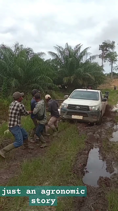 Just an agronomic story #skc633, #sungaikelik