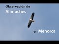 Observación de Alimoches en Menorca
