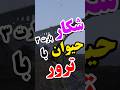 شکار حیوانات پارت سوم در بازی جی تی ای افلاین   5