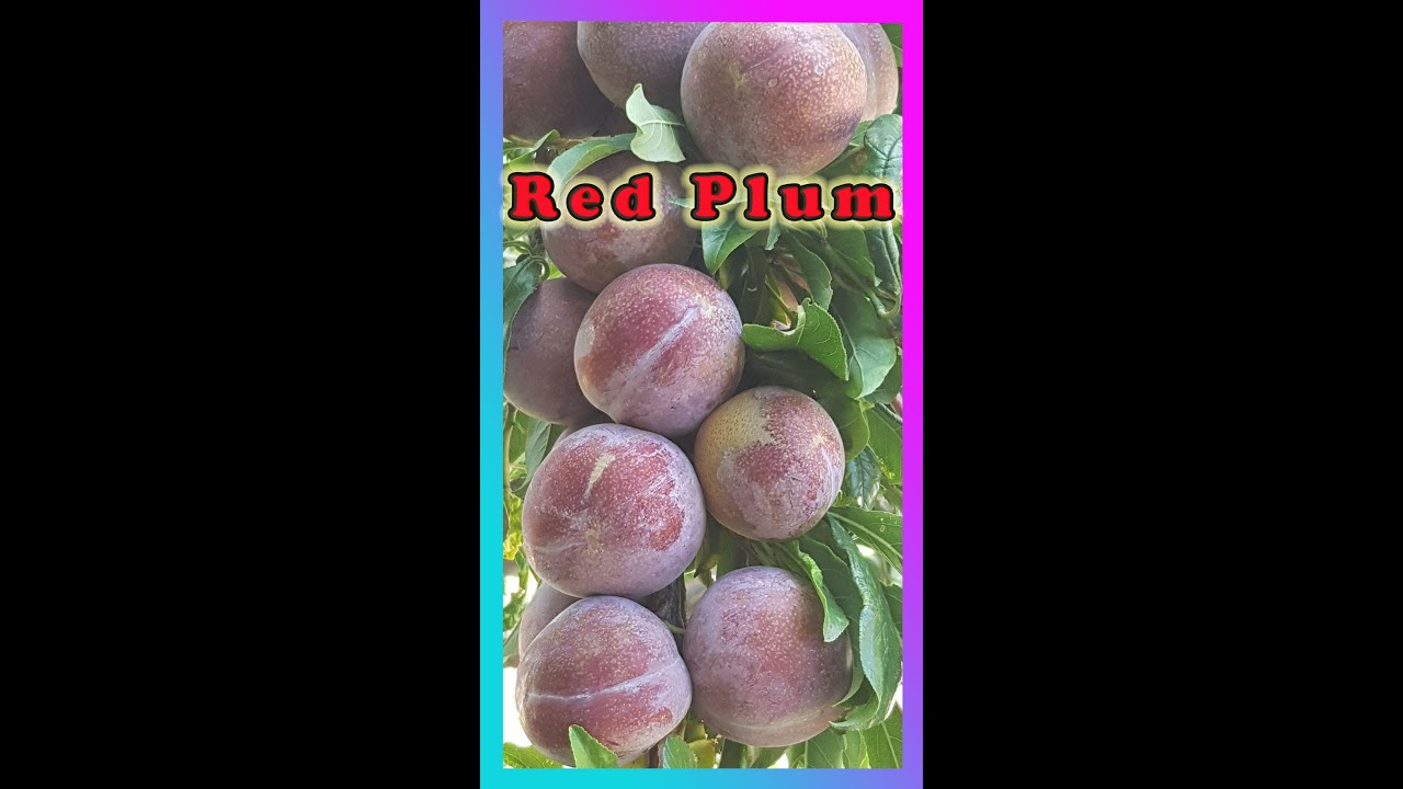 Blood Plum