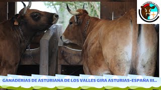 GANADERIAS DE ASTURIANA DE LOS VALLES LAS MUJERES EN LA INDUSTRIA GANADERA G. ASTURIAS ESPAÑA III