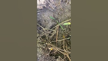 How to remove a "cut off riser" that is stuck in the sprinkler pipe.