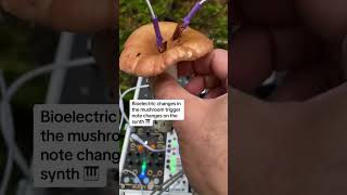 Download Lagu Modern Biology - Mushroom Music: Russula Mushroom MP3 Download Lagu Modern Biology - Mushroom Music: Russula Mushroom MP3