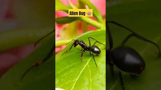 Strange Alien Bug Found #strangerthings #shorts #alien #ytshorts #bugs #nature #wildlife #india