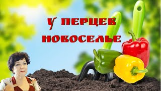 У перцев новоселье #рассада #перцы