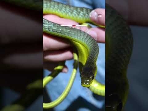 رجل ي فاجأ بثعبان طوله 4 أقدام في مقعد مرحاض حمامه شاهد رد فعله