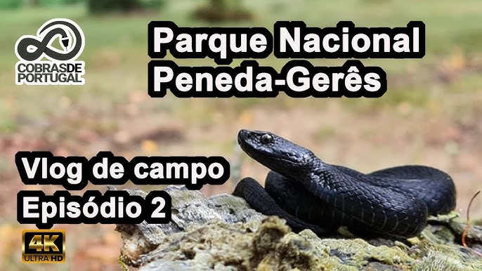 Perguntas e respostas sobre o mundo das serpentes: desvende seis