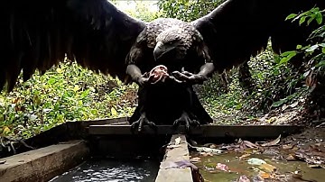 Camera Vô Tình Quay Được Con Chim Đột Biến Khổng LỒ