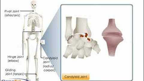 Types of Synovial Joints