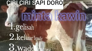 Ciri-ciri Sapi Doro Minta Kawin