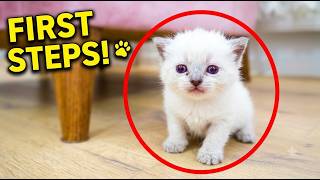 Tiny White Kitten Takes Its First Shaky Steps! 🥺 Mama Cat Gumus is so Proud