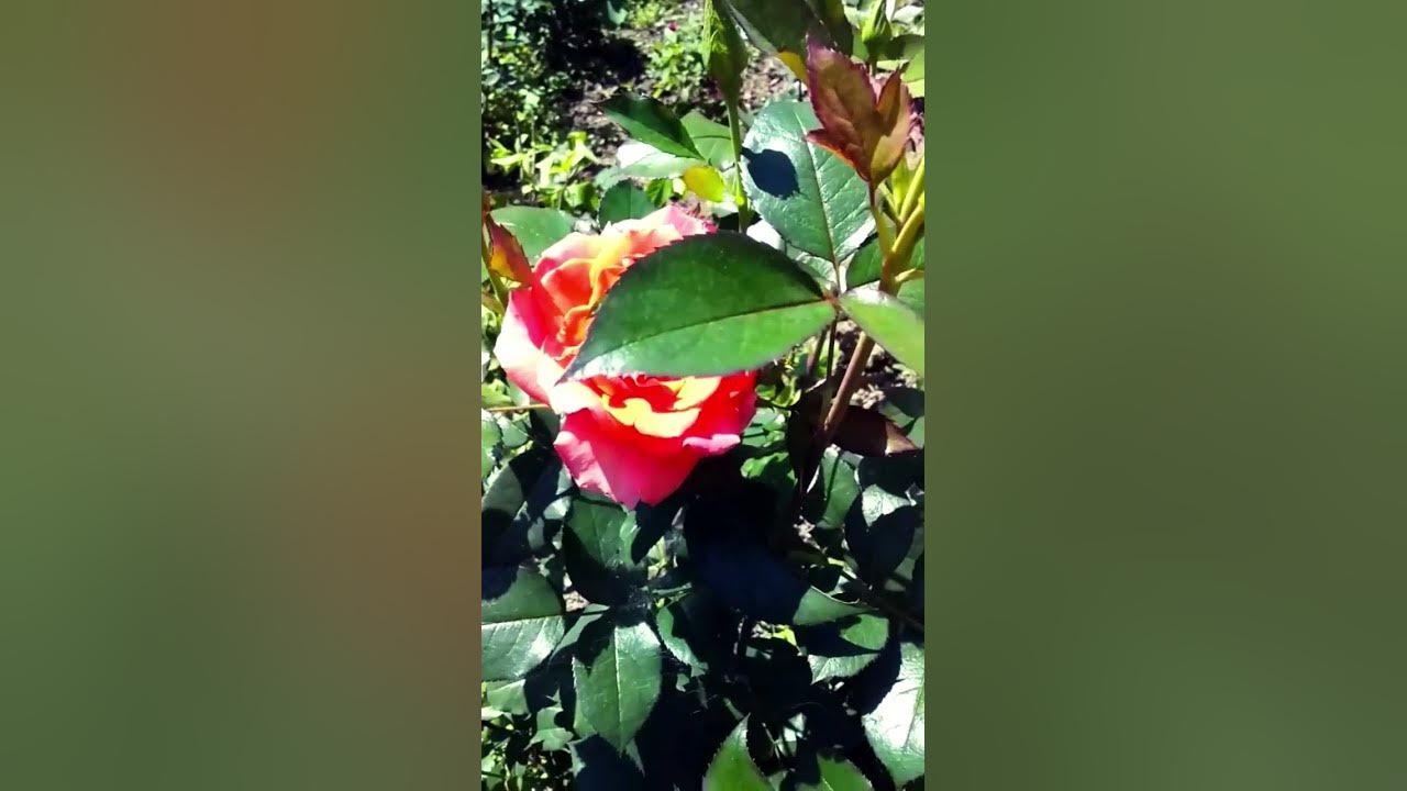 #философия жизни музыкальная открытка # - YouTube