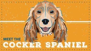 Cocker Spaniel | CKC Breed Facts & Profile by Continental Kennel Club, Inc. 71 views 1 year ago 3 minutes, 55 seconds