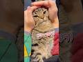 ブチキレるぷりぷり猫が可愛すぎる...笑 #cat #猫