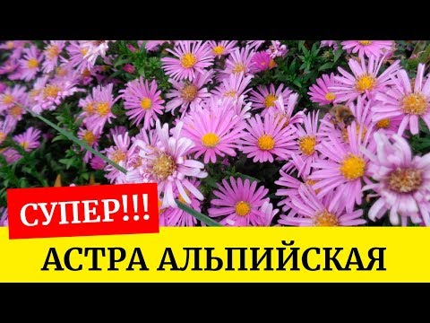 🌸Астра альпийская!!! Как лучше посеять??? Выращиваем из семян🌸