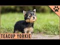 How big can teacup yorkies grow  detailed yorkshire terrier information
