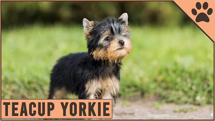 How Big Can Teacup Yorkies Grow - Detailed Yorkshire Terrier Information - DayDayNews