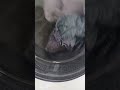 whirlpool fresh care plus start of store dry setting