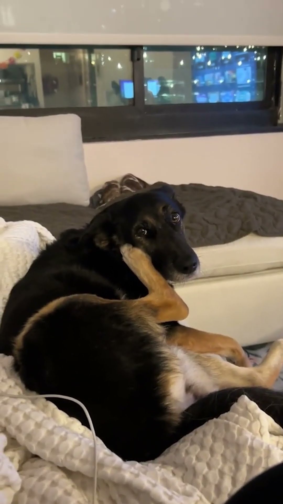 The Doggo Phone