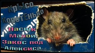 Неправильный пасюк, или Неправильный пасюк, или