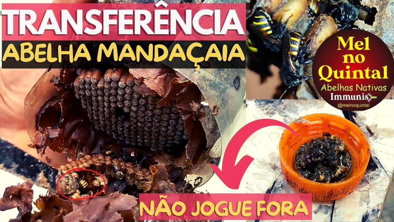 Fiz 2 Transferências de Mandaçaias (Melipona quadrifasciata) 🐝🐝
