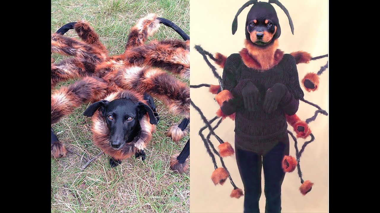 A Diy Vid Of How To Make A Mutant Spider Dog Costume For Written Instructions Http Www L Spider Halloween Costume Dog Halloween Costumes Dog Spider Costume