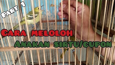 meloloh anakan sirtu/cupon #1