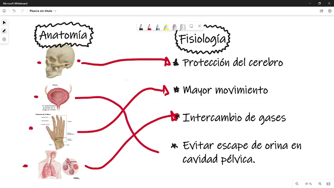 Primeras materias de la carrera de nutrición | Anatomía y fisiología | ¿Qué es?
